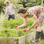 How to Grow Your Own Vegetable Garden