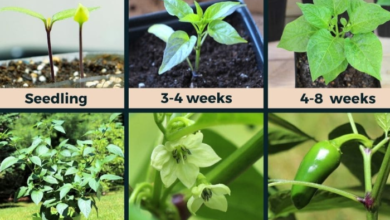Jalapeno Plant Stages