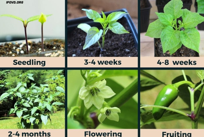 Jalapeno Plant Stages