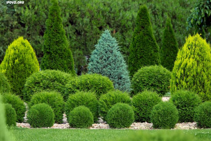 Backyard Arborvitae Landscaping Ideas